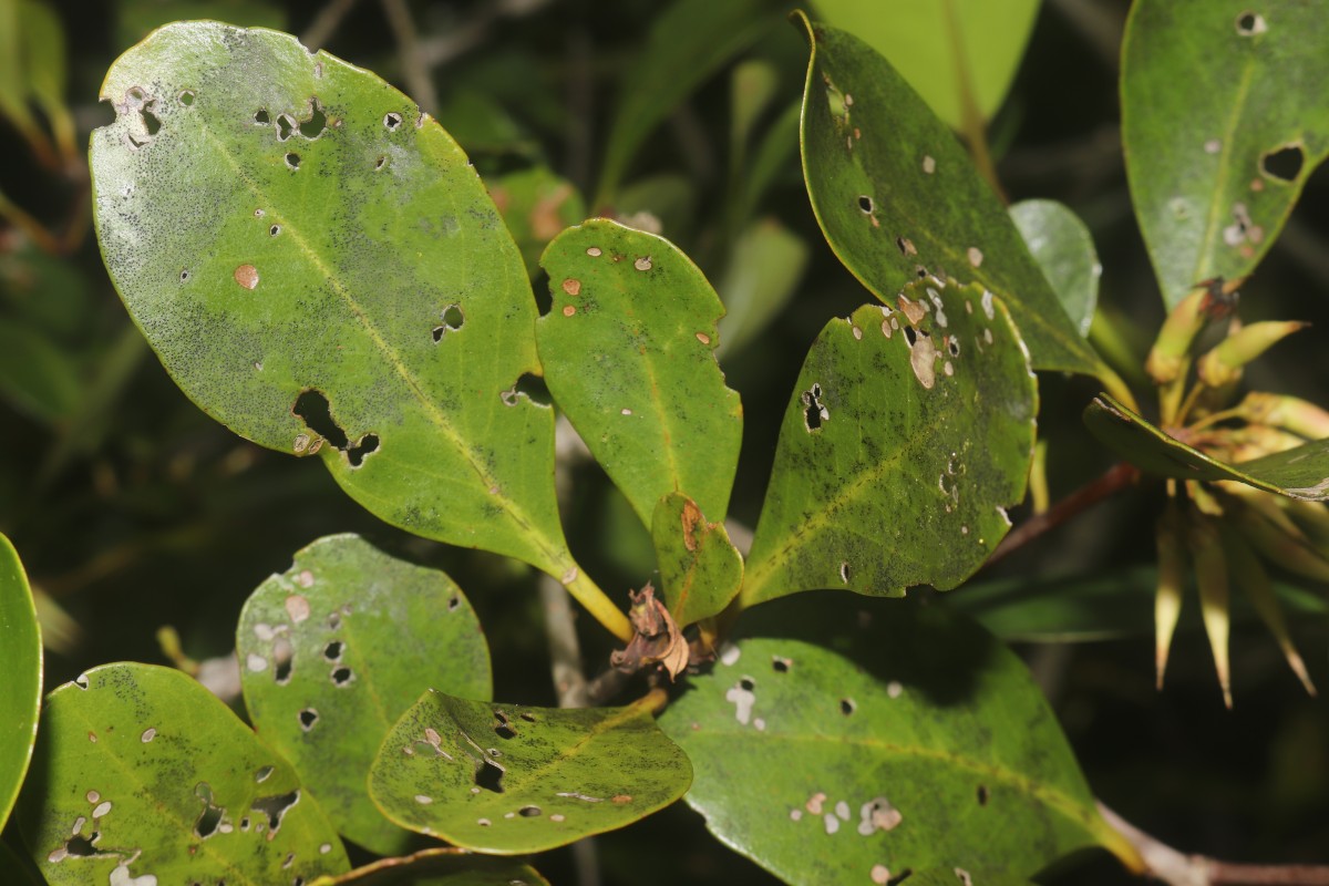 Aegiceras corniculatum (L.) Blanco